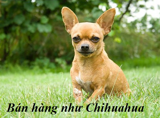 Bán hàng như Chihuahua